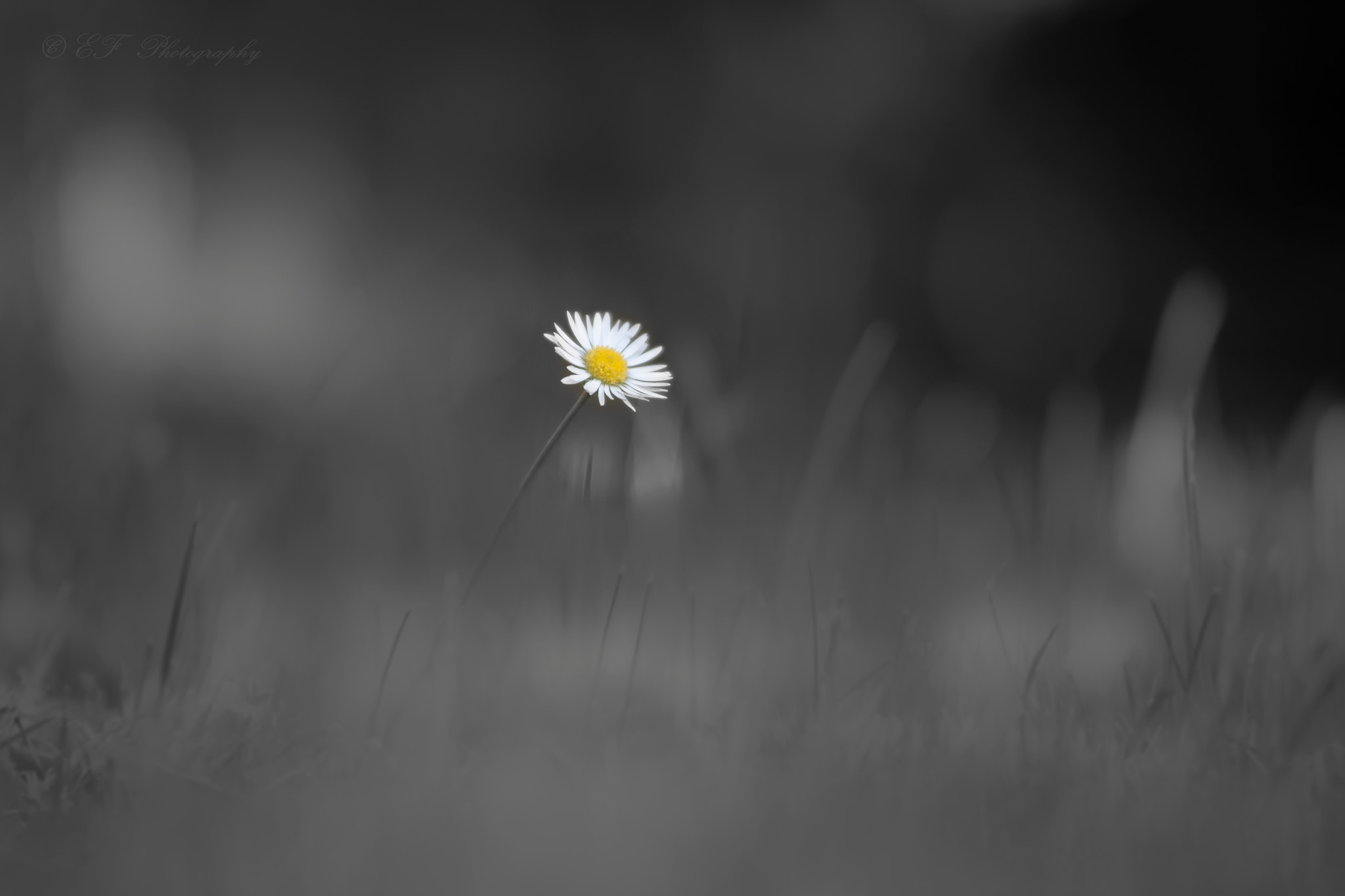 Sigma 50-100mm F1.8 DC HSM Art sample photo. Flowerblack photography