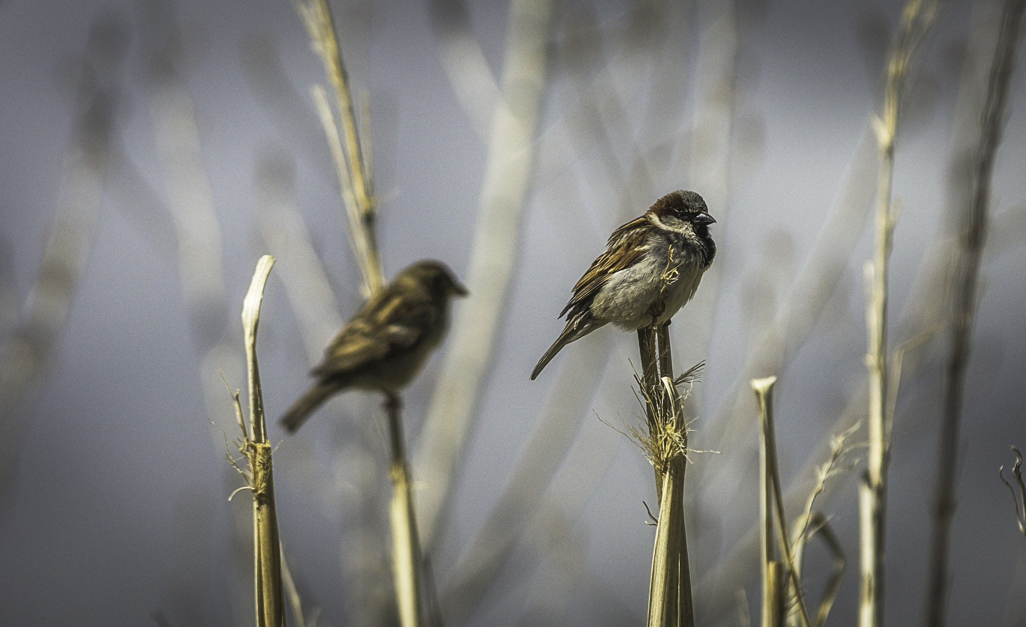 Sony SLT-A77 sample photo. Common sparrow photography