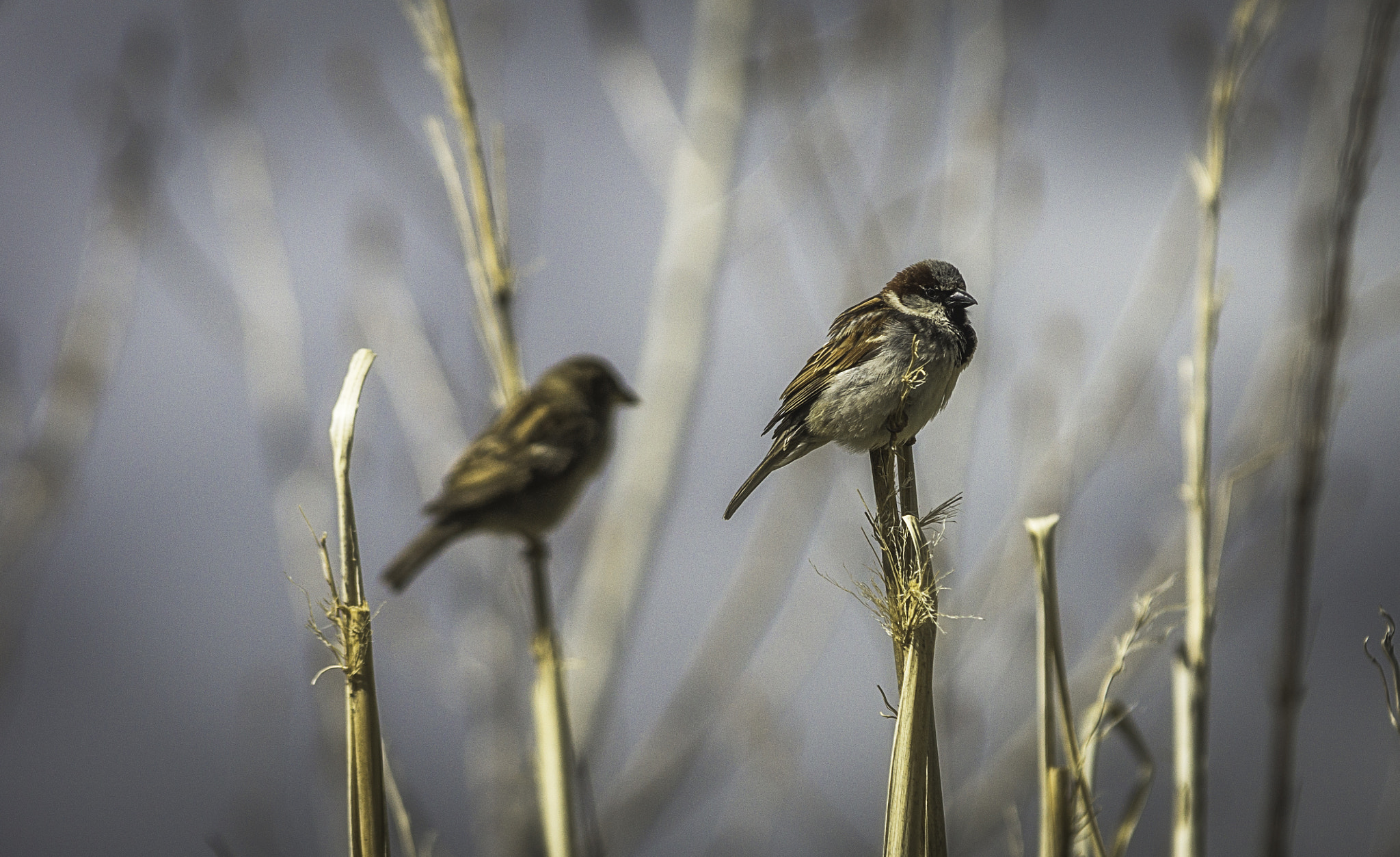 Tamron SP AF 70-200mm F2.8 Di LD (IF) MACRO sample photo. Common sparrow photography