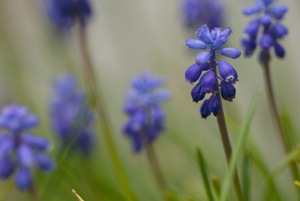 Nikon D80 sample photo. Grape hyacinths photography