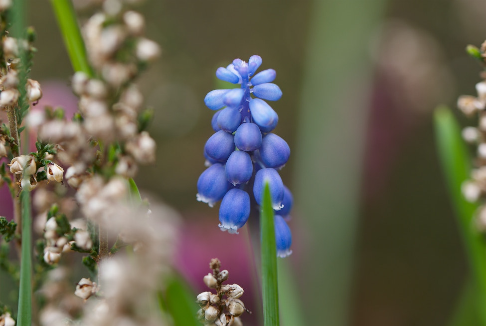Nikon D80 sample photo. Blooming and wilted photography