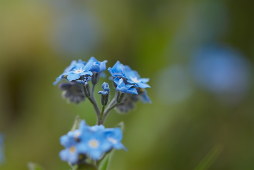 Nikon D80 sample photo. Blue photography