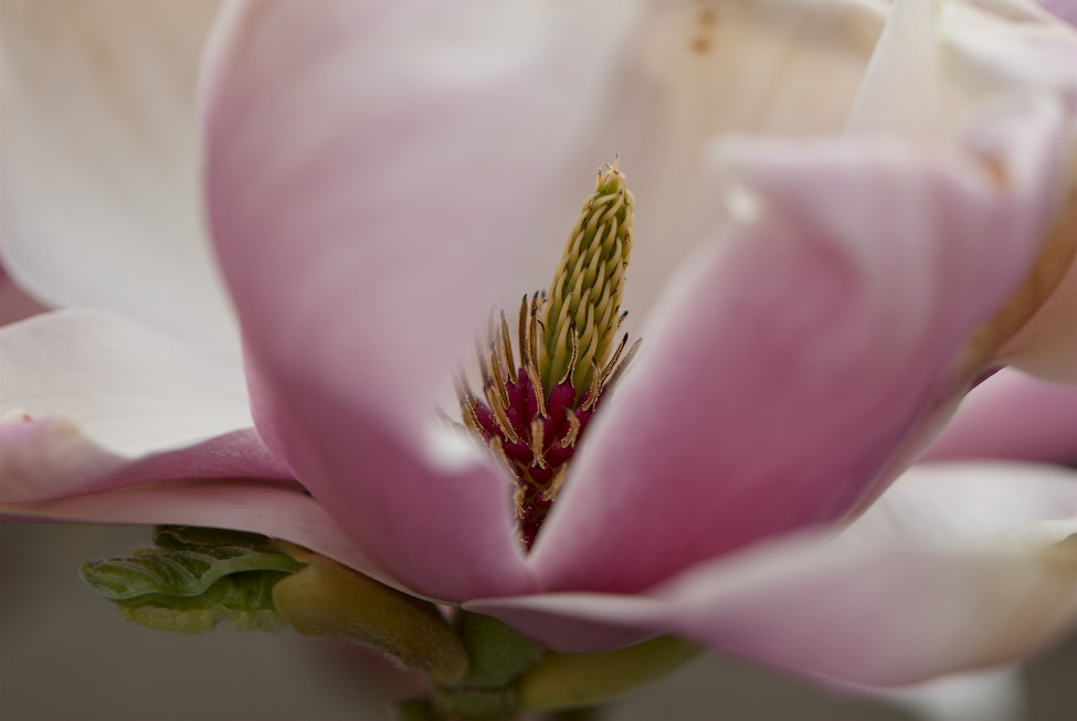 Nikon D80 sample photo. Magnolie (magnolia) photography