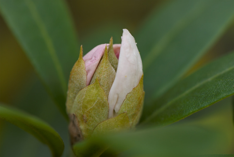 Nikon D80 sample photo. Roddedendron photography