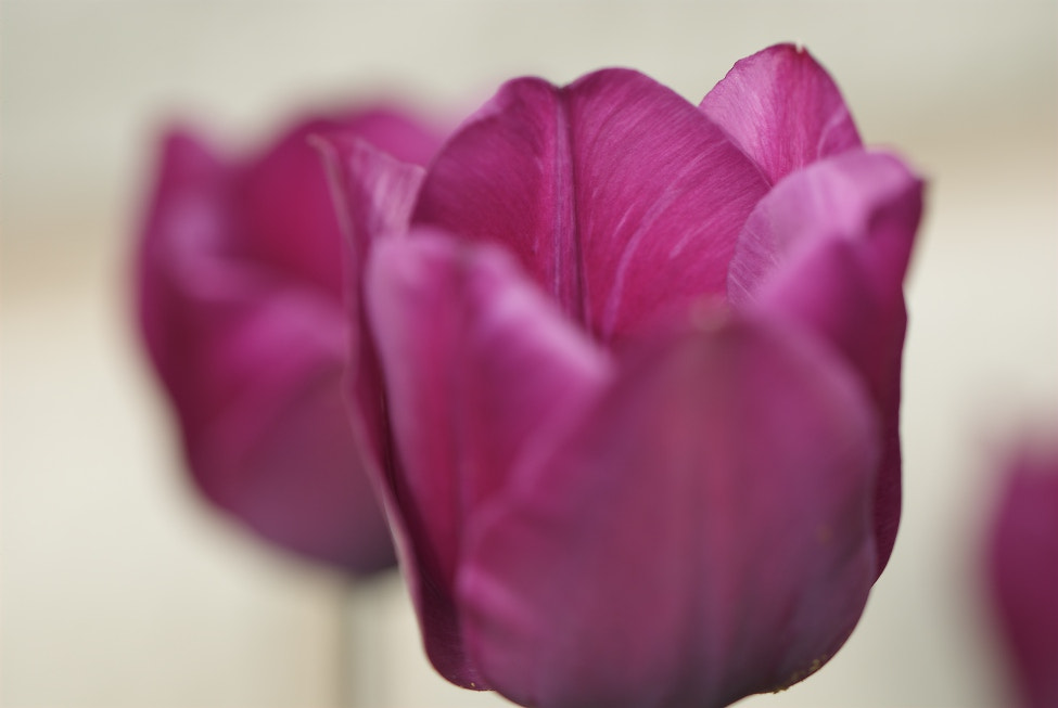 Nikon D80 sample photo. Tulpe photography