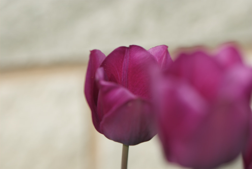 Nikon D80 sample photo. Tulpe b photography