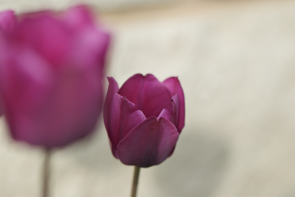 Nikon D80 sample photo. Tulpe c photography