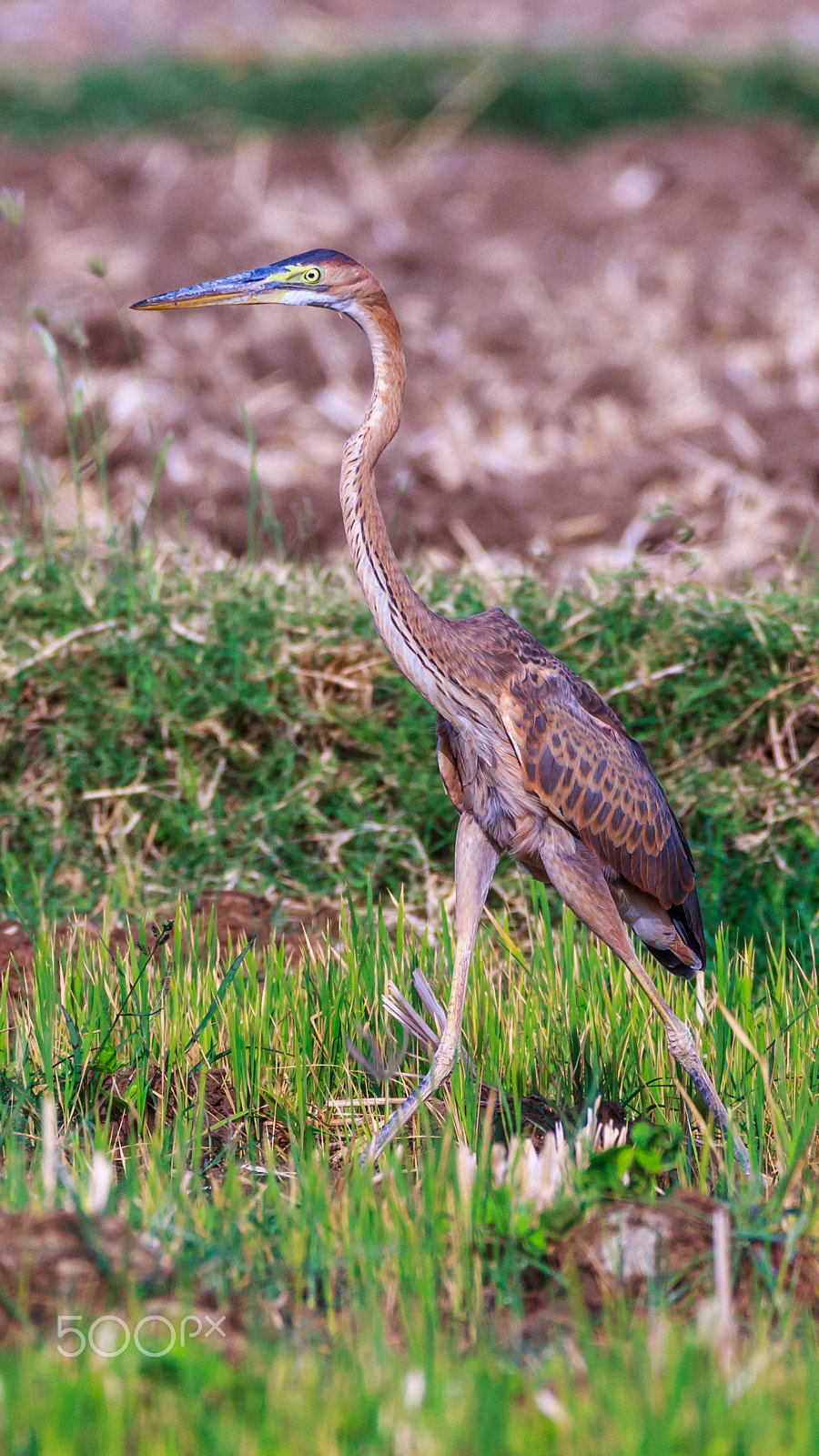 Sigma 150-600mm F5-6.3 DG OS HSM | C sample photo. "frarnk" photography