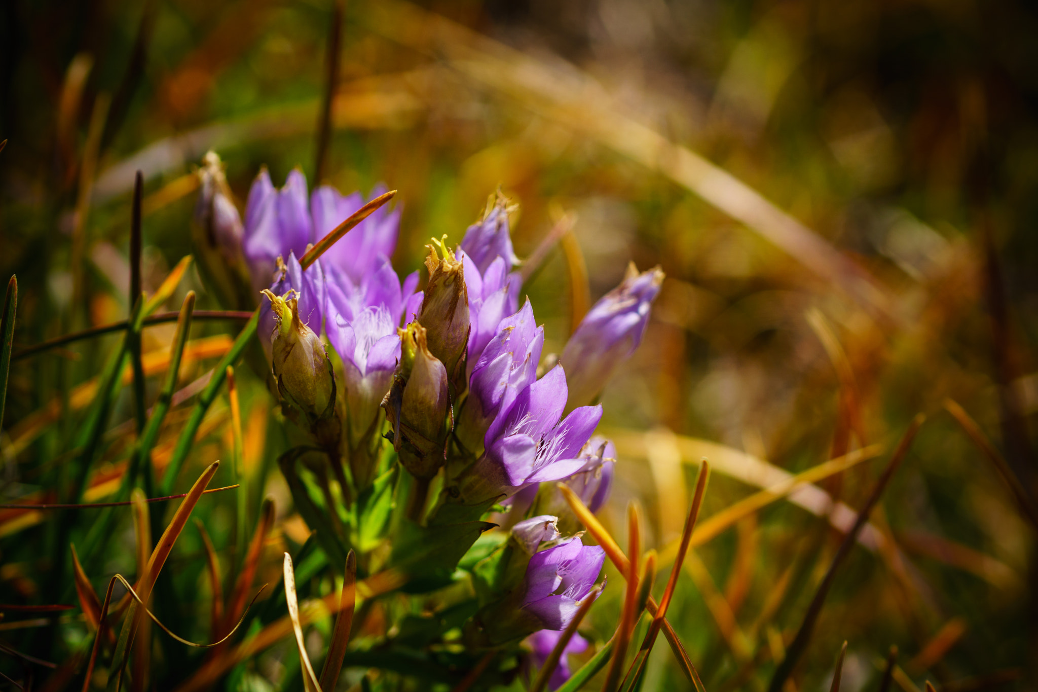 Sony ILCA-77M2 + 90mm F2.8 Macro SSM sample photo. Autumn photography