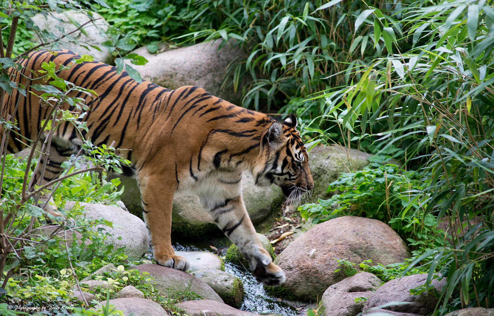 AF Nikkor 300mm f/4 IF-ED sample photo. Tiger photography
