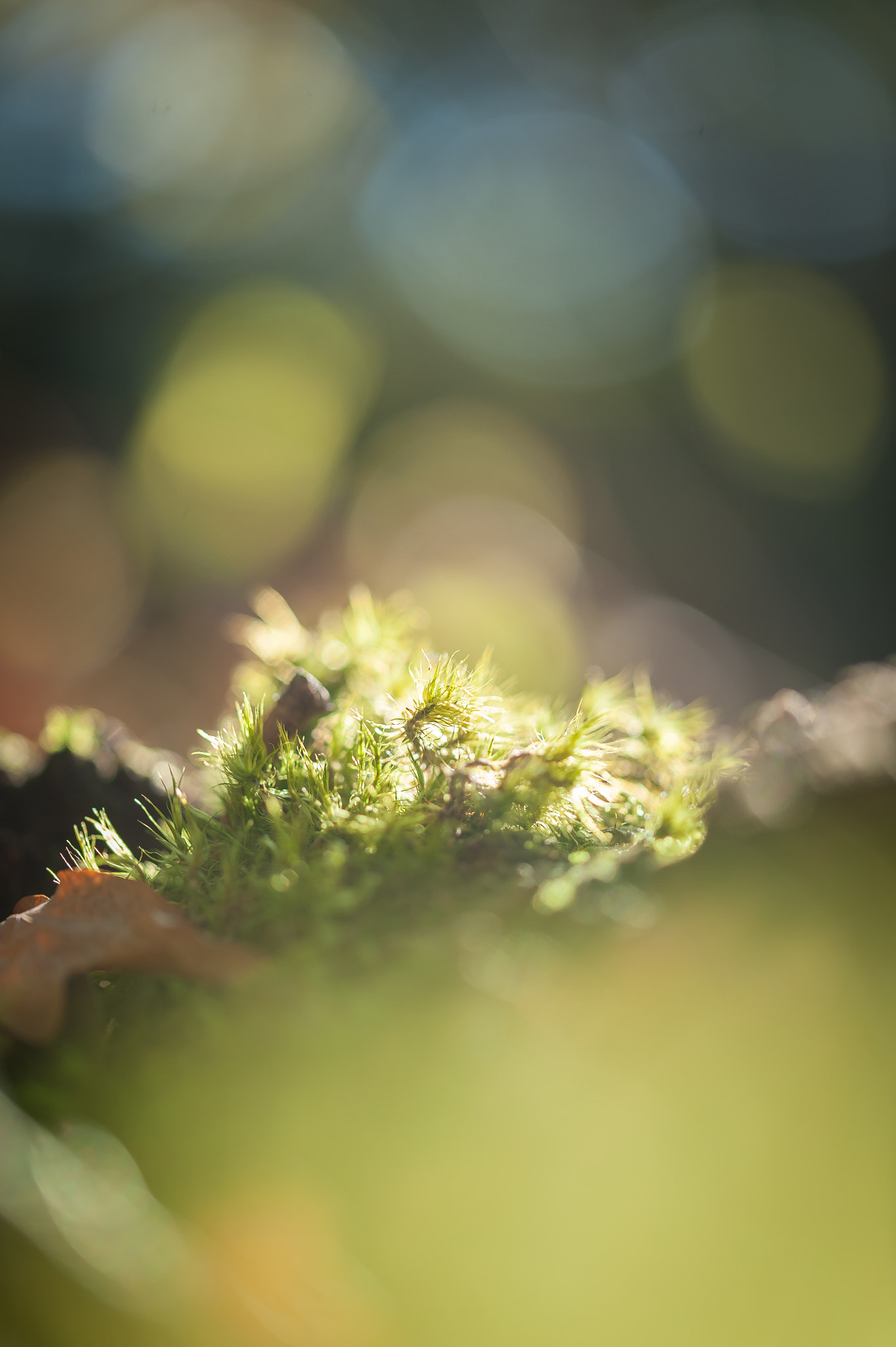 Sigma 105mm F2.8 EX DG OS HSM sample photo. Bokeh photography