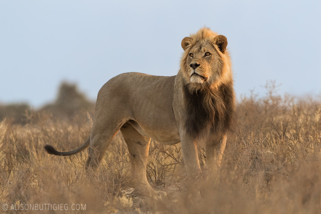 Canon EF 200-400mm F4L IS USM Extender 1.4x sample photo. Kgalagadi lion photography