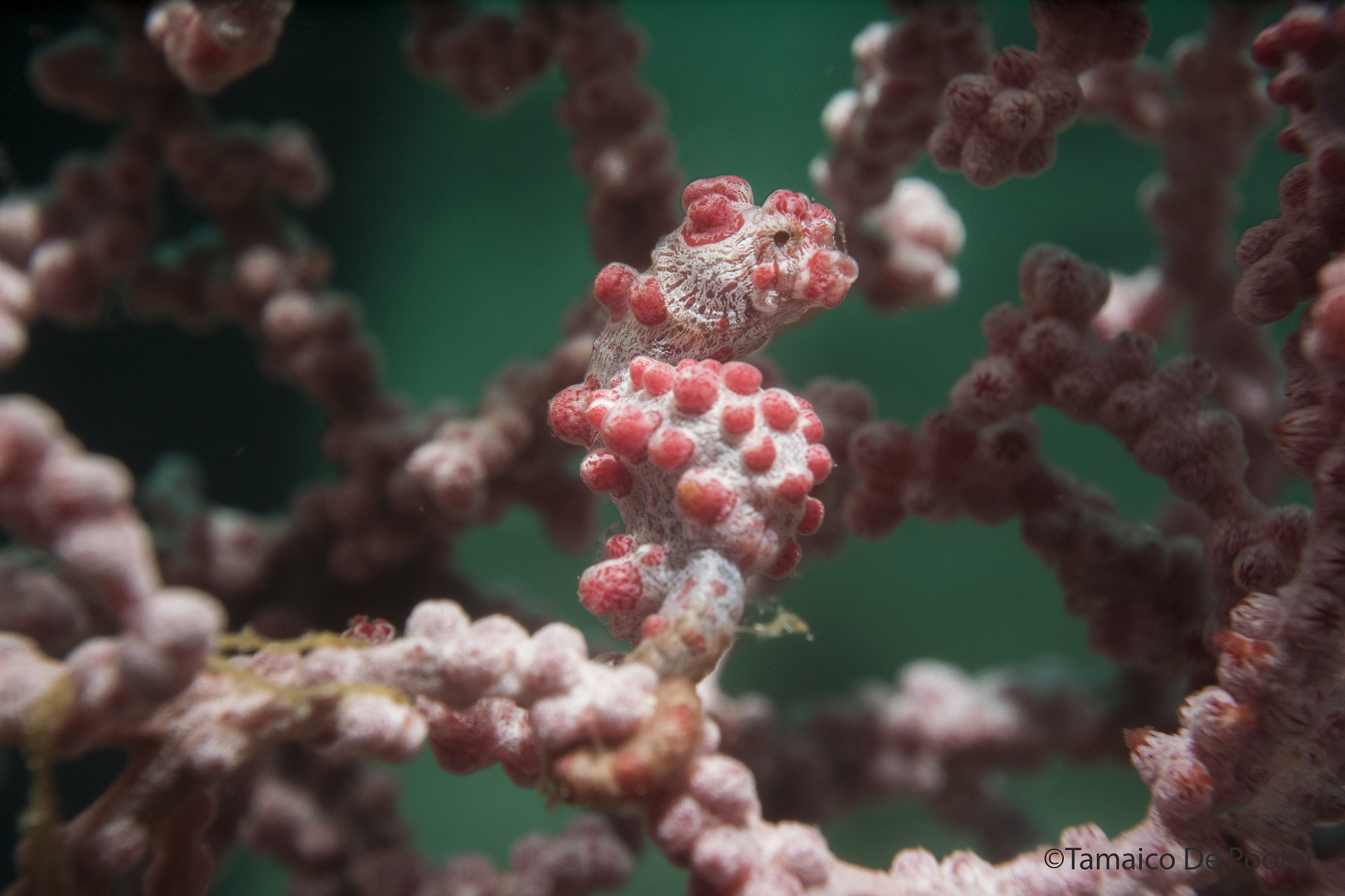 Nikon 1 J4 + Nikon 1 Nikkor VR 10-30mm F3.5-5.6 PD-Zoom sample photo. Red pygmy seahorse! photography