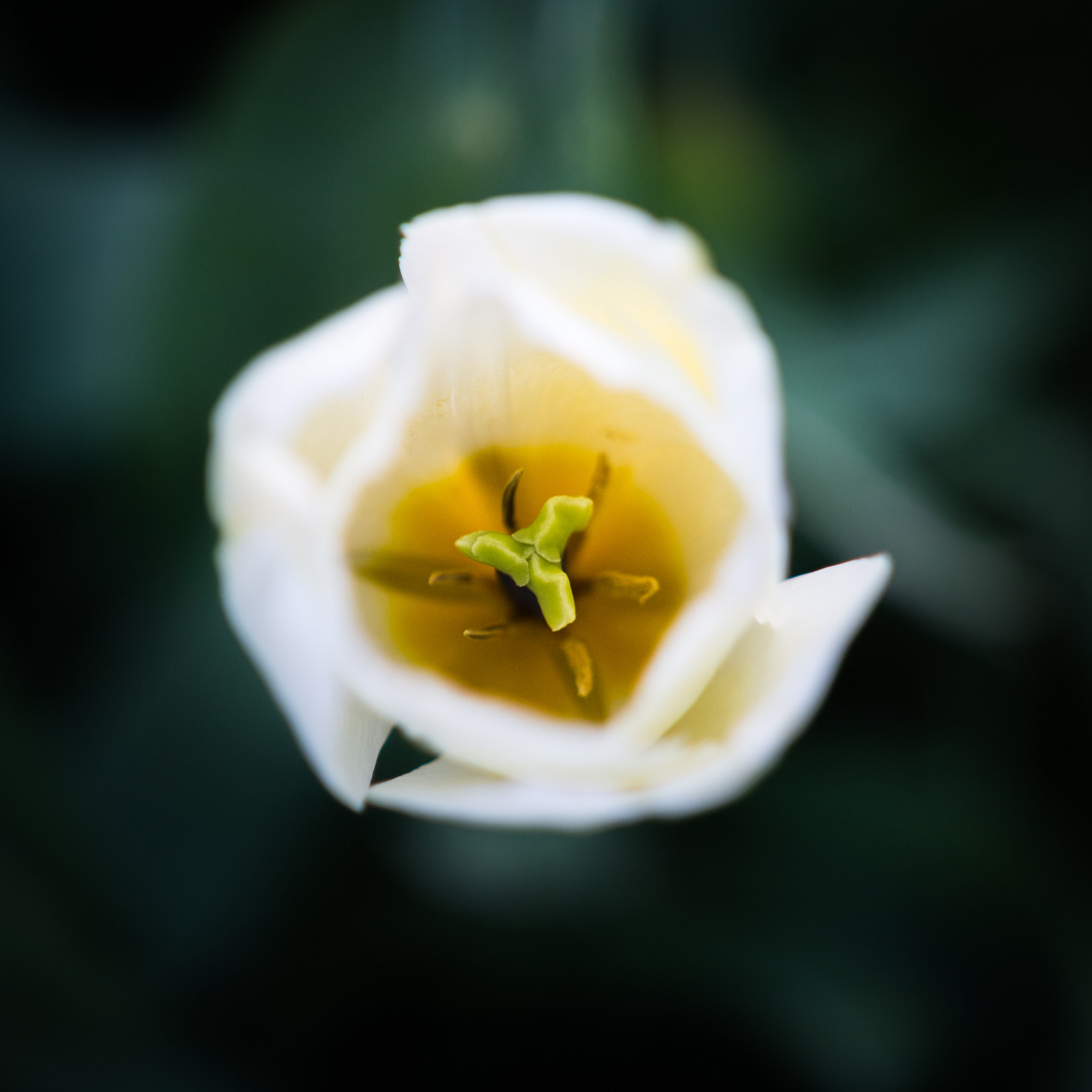 Sigma 18-35mm f/1.8 DC HSM sample photo. Core photography
