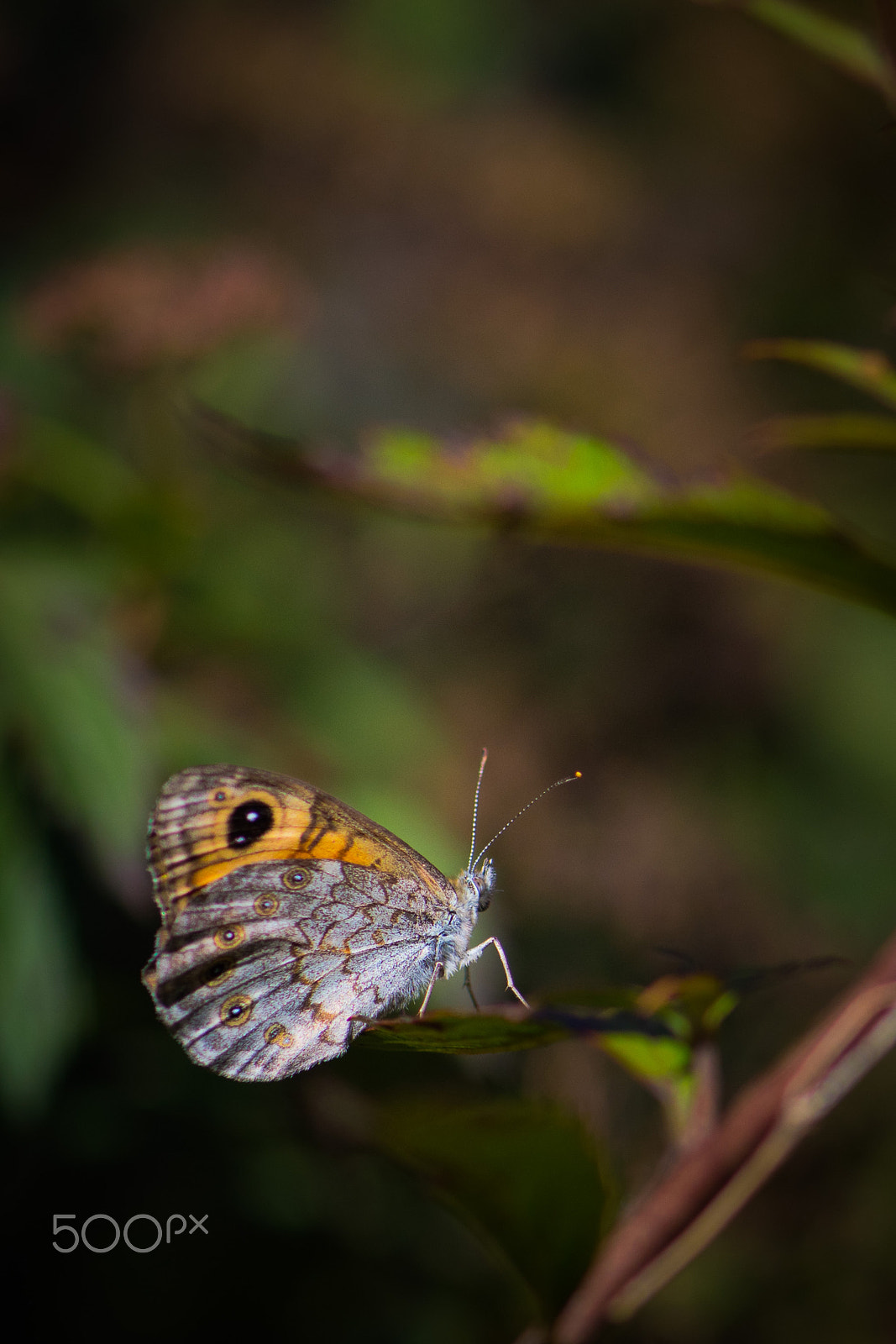 Nikon D5500 + Nikon AF-S Micro-Nikkor 105mm F2.8G IF-ED VR sample photo. Butterfly photography