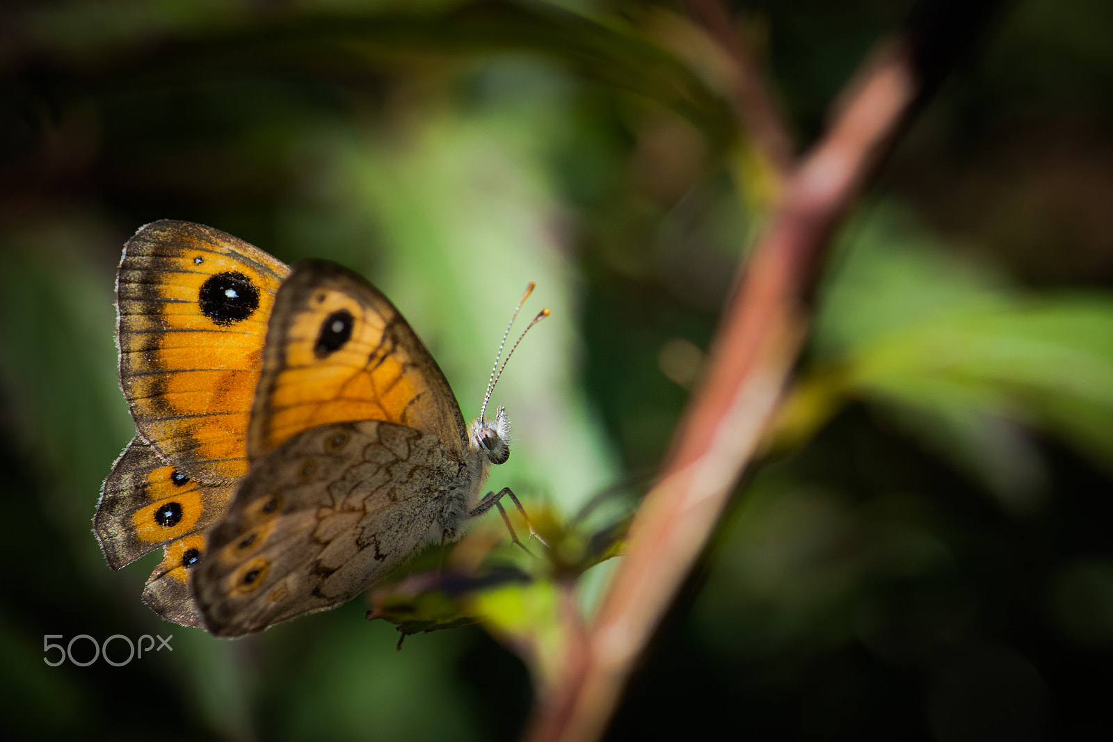 Nikon D5500 + Nikon AF-S Micro-Nikkor 105mm F2.8G IF-ED VR sample photo. Butterfly photography