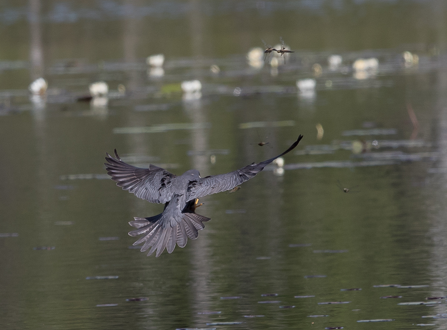Canon EF 300mm F2.8L IS II USM sample photo. Hobby (falco subbuteo) hunting dragonflies photography