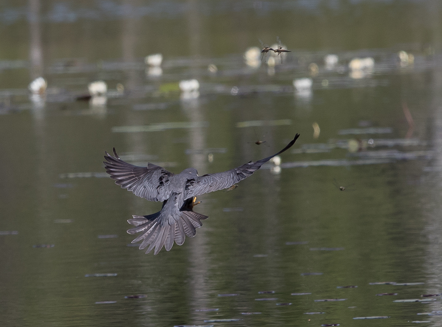 Canon EOS 7D Mark II sample photo. Hobby (falco subbuteo) hunting dragonflies photography