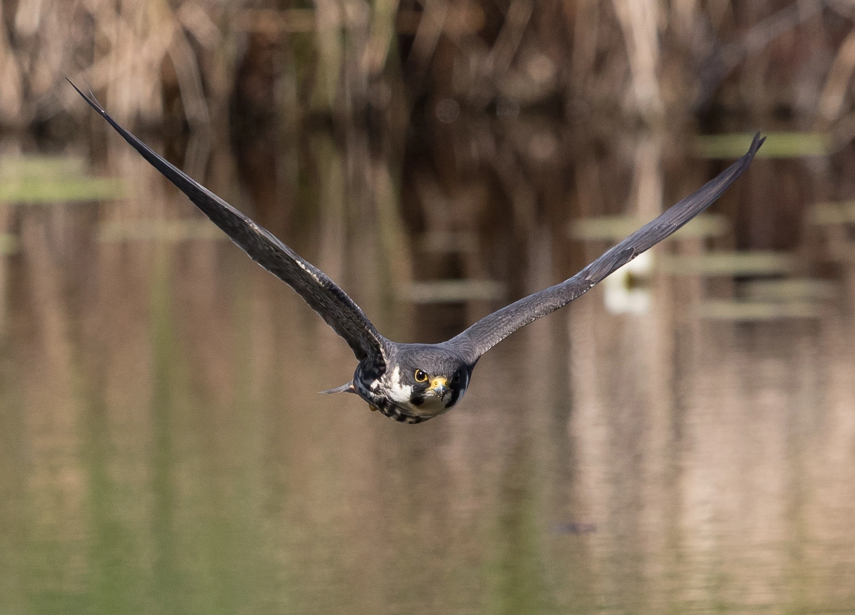 Canon EOS 7D Mark II sample photo. Hobby (falco subbuteo) hunting dragonflies photography