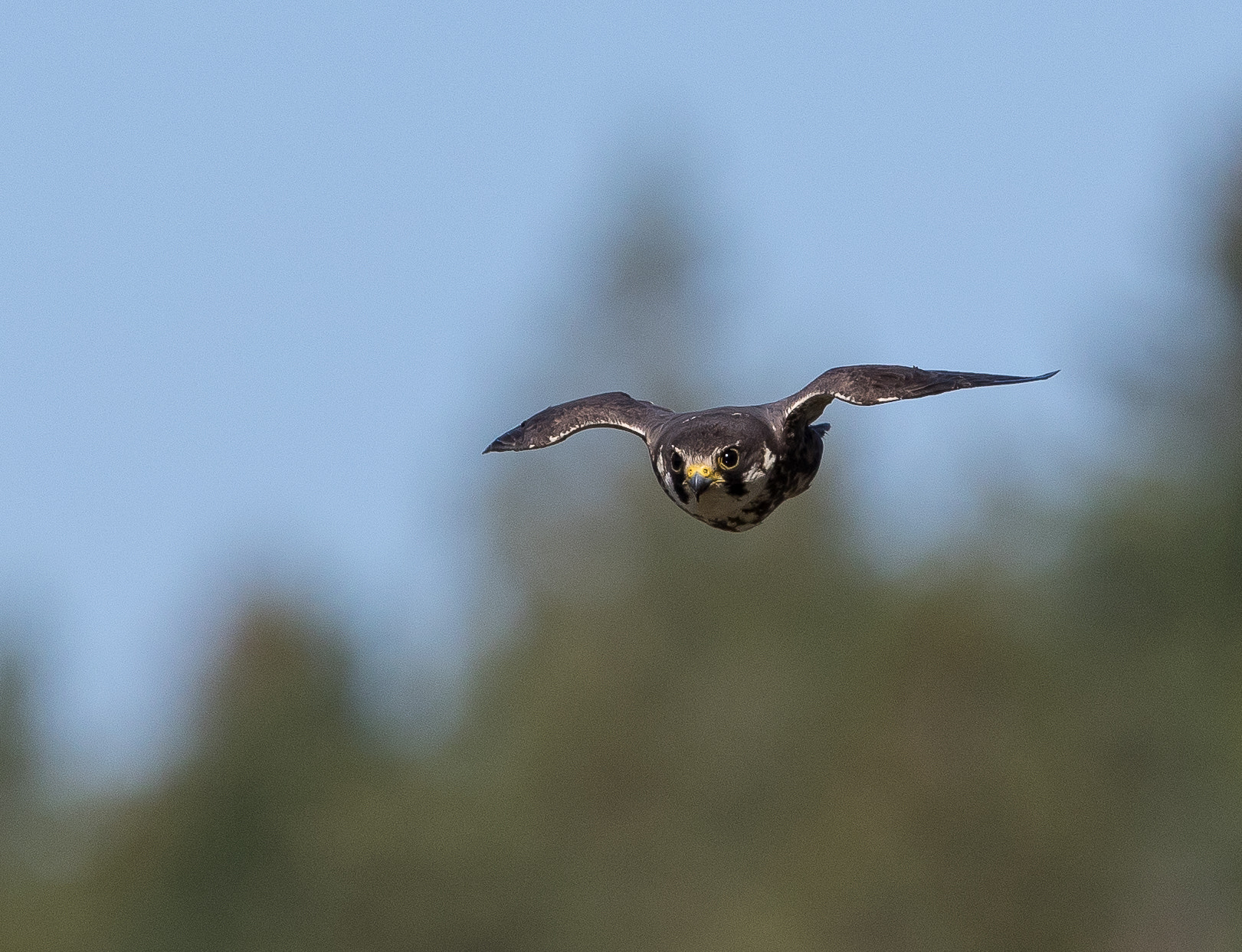 Canon EOS 7D Mark II sample photo. Hobby (falco subbuteo) hunting dragonflies photography