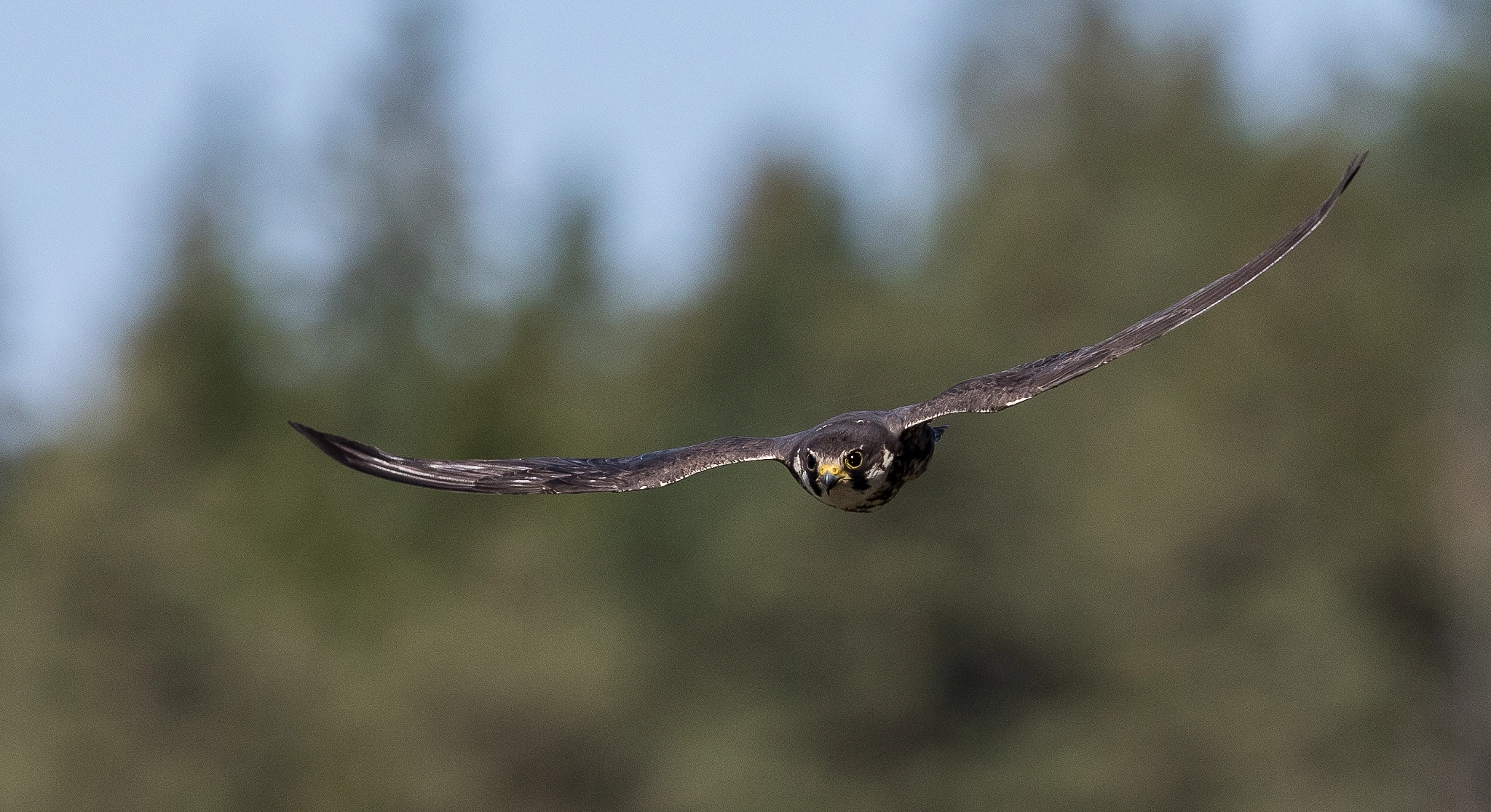 Canon EOS 7D Mark II sample photo. Hobby (falco subbuteo) hunting dragonflies photography