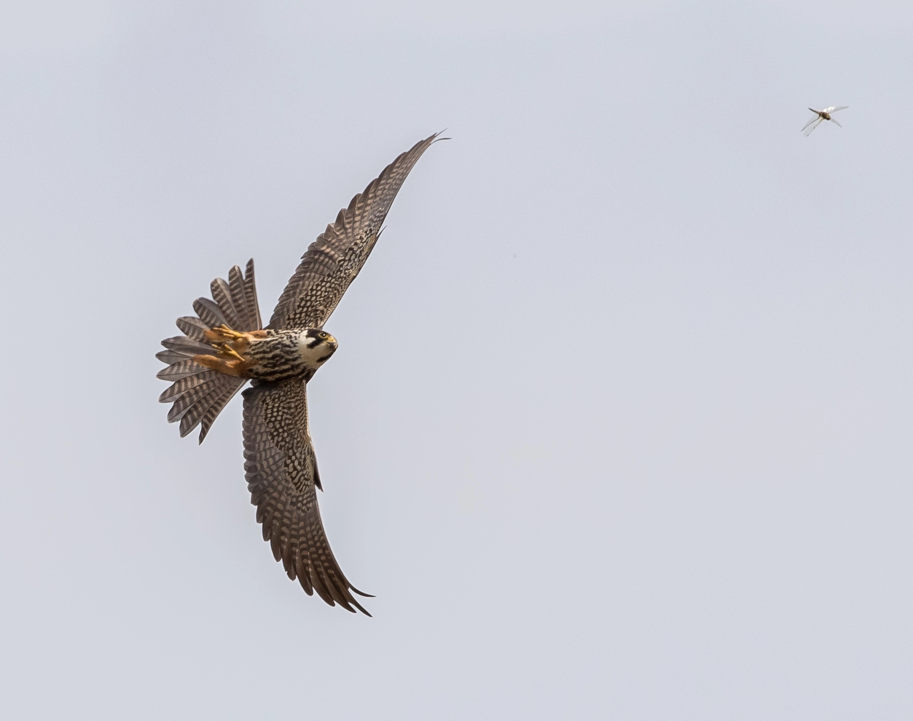 Canon EOS 7D Mark II sample photo. Hobby (falco subbuteo) hunting dragonflies photography