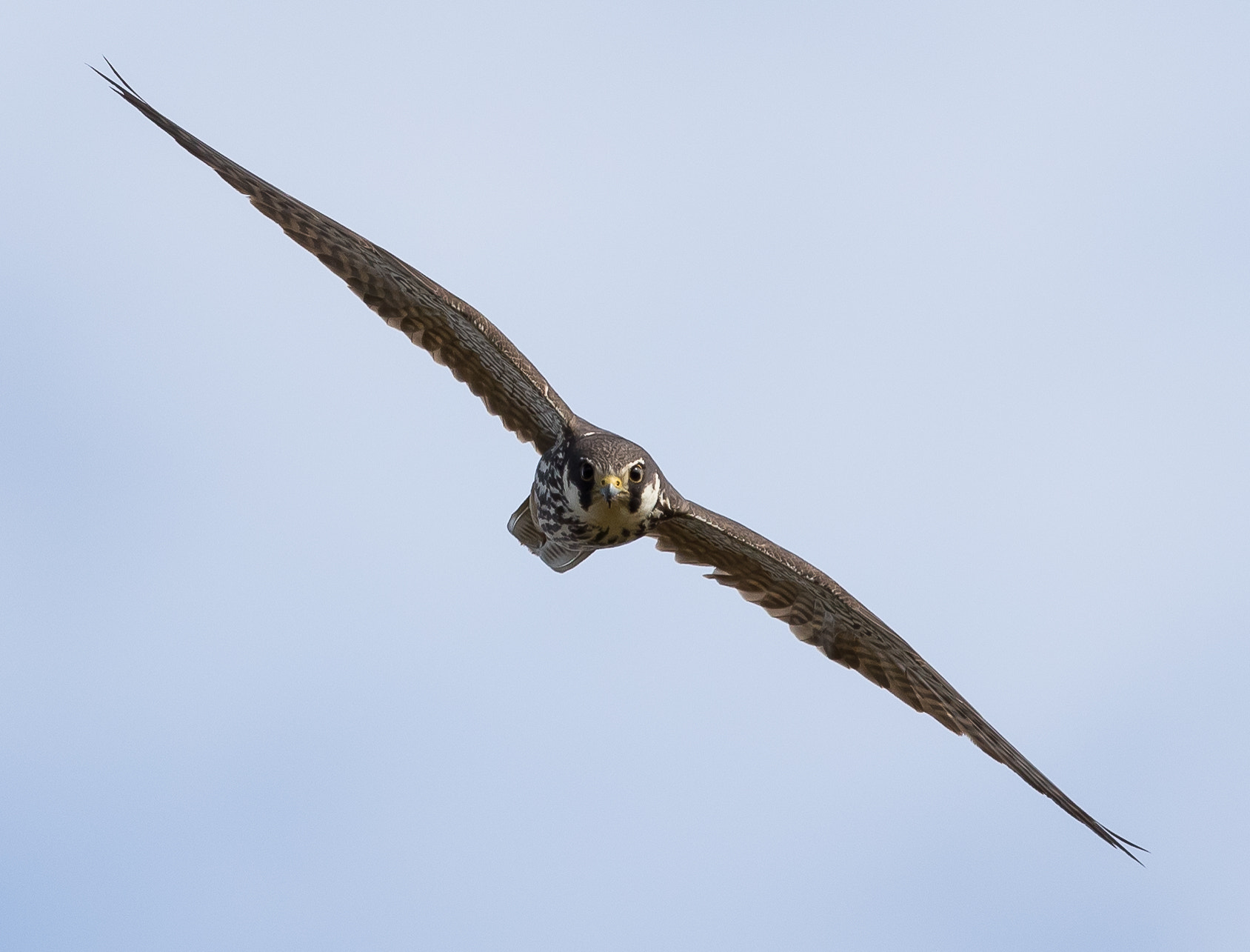 Canon EOS 7D Mark II sample photo. Hobby (falco subbuteo) hunting dragonflies photography