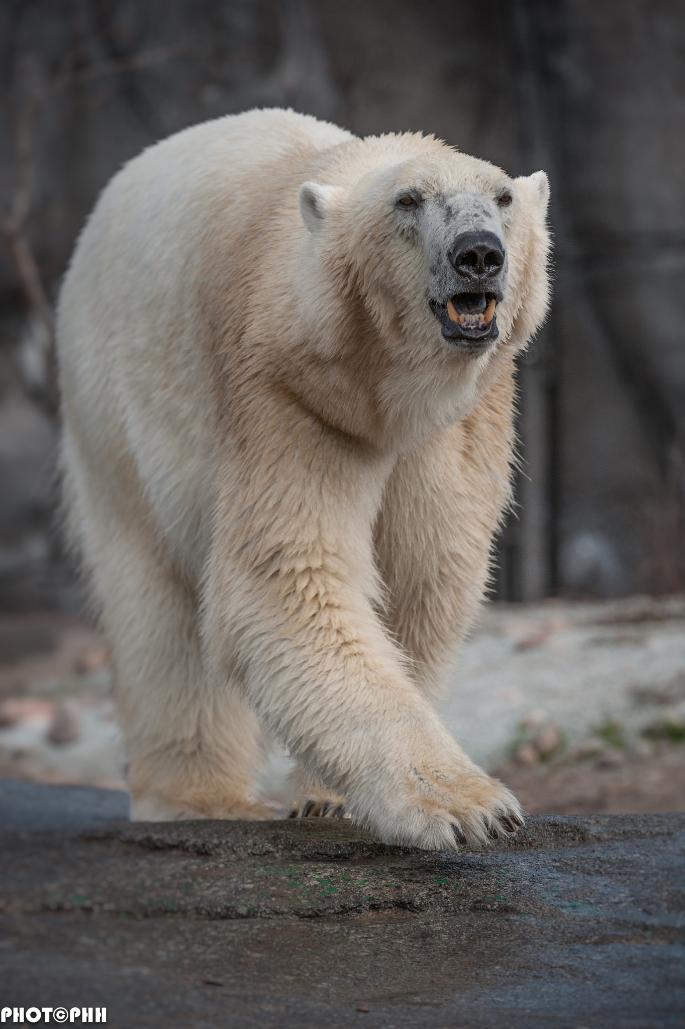 Nikon D3 sample photo. Polar bear photography
