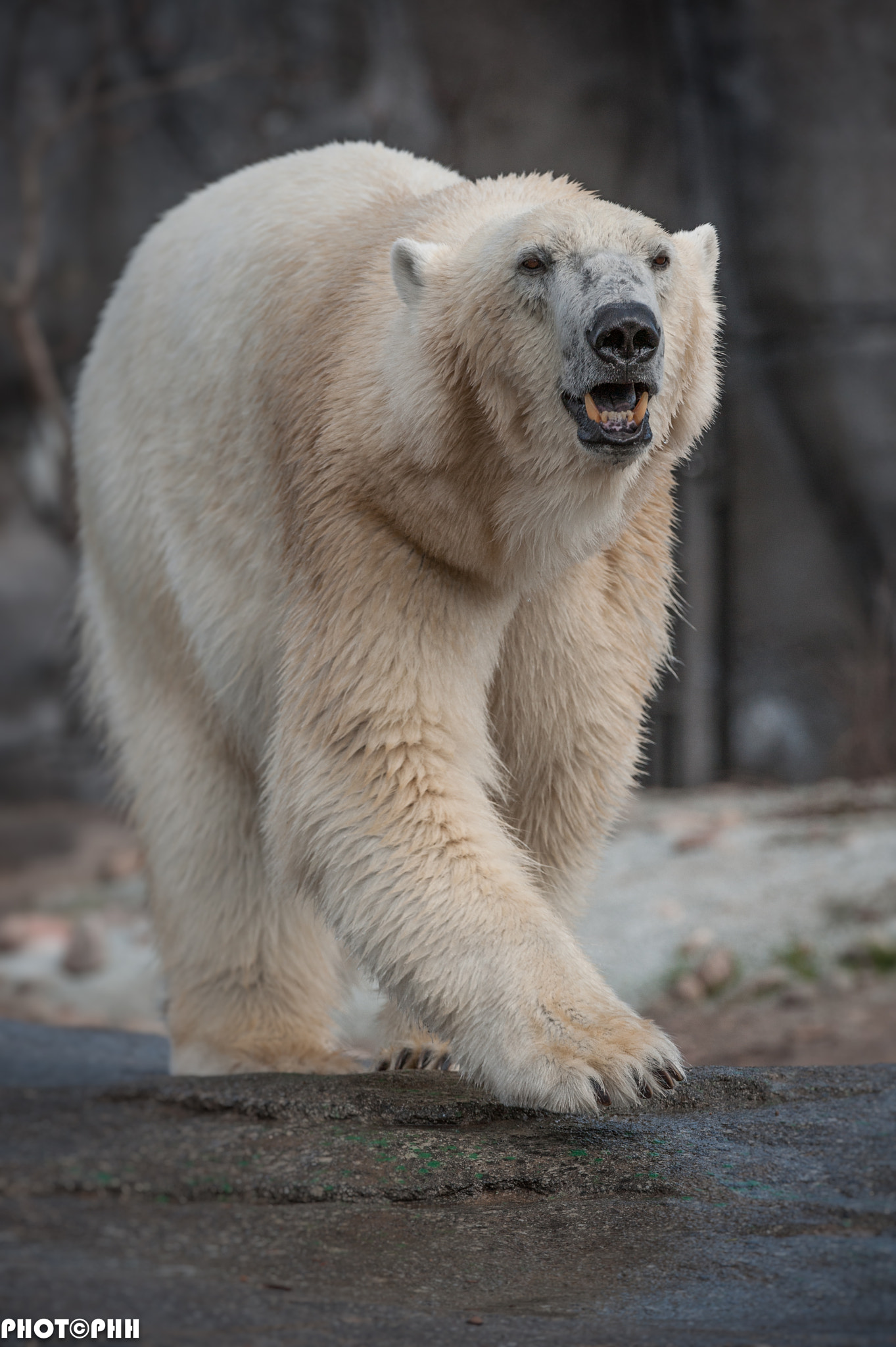 Nikon D3 + Nikon AF-S Nikkor 200-400mm F4G ED-IF VR sample photo. Polar bear photography