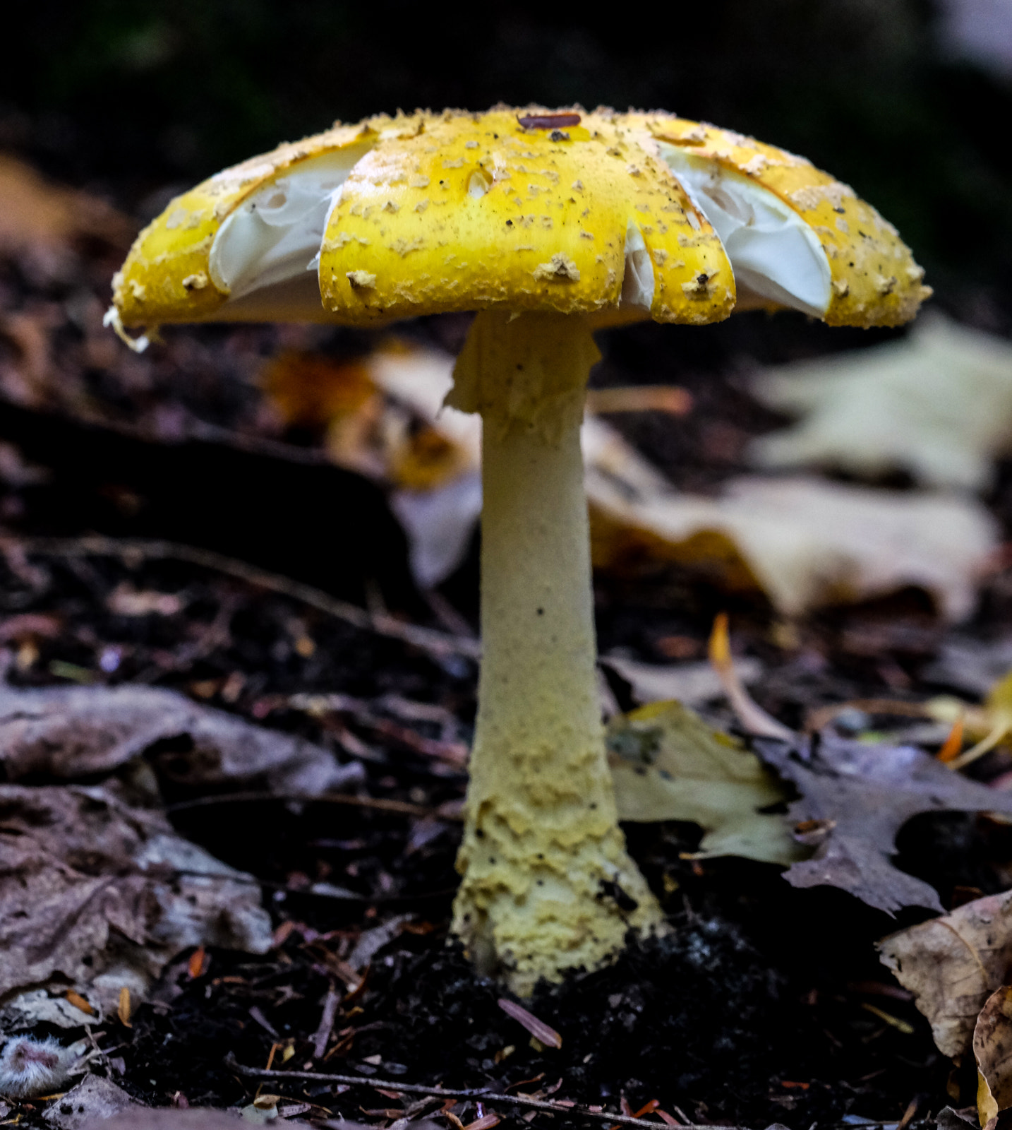 Fujifilm X-T10 sample photo. Yellow toadstool photography