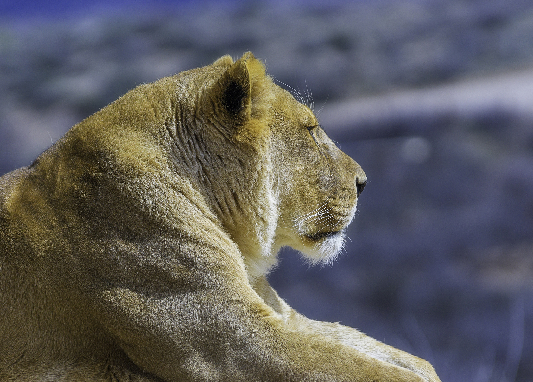 Tamron SP AF 70-200mm F2.8 Di LD (IF) MACRO sample photo. Lioness photography