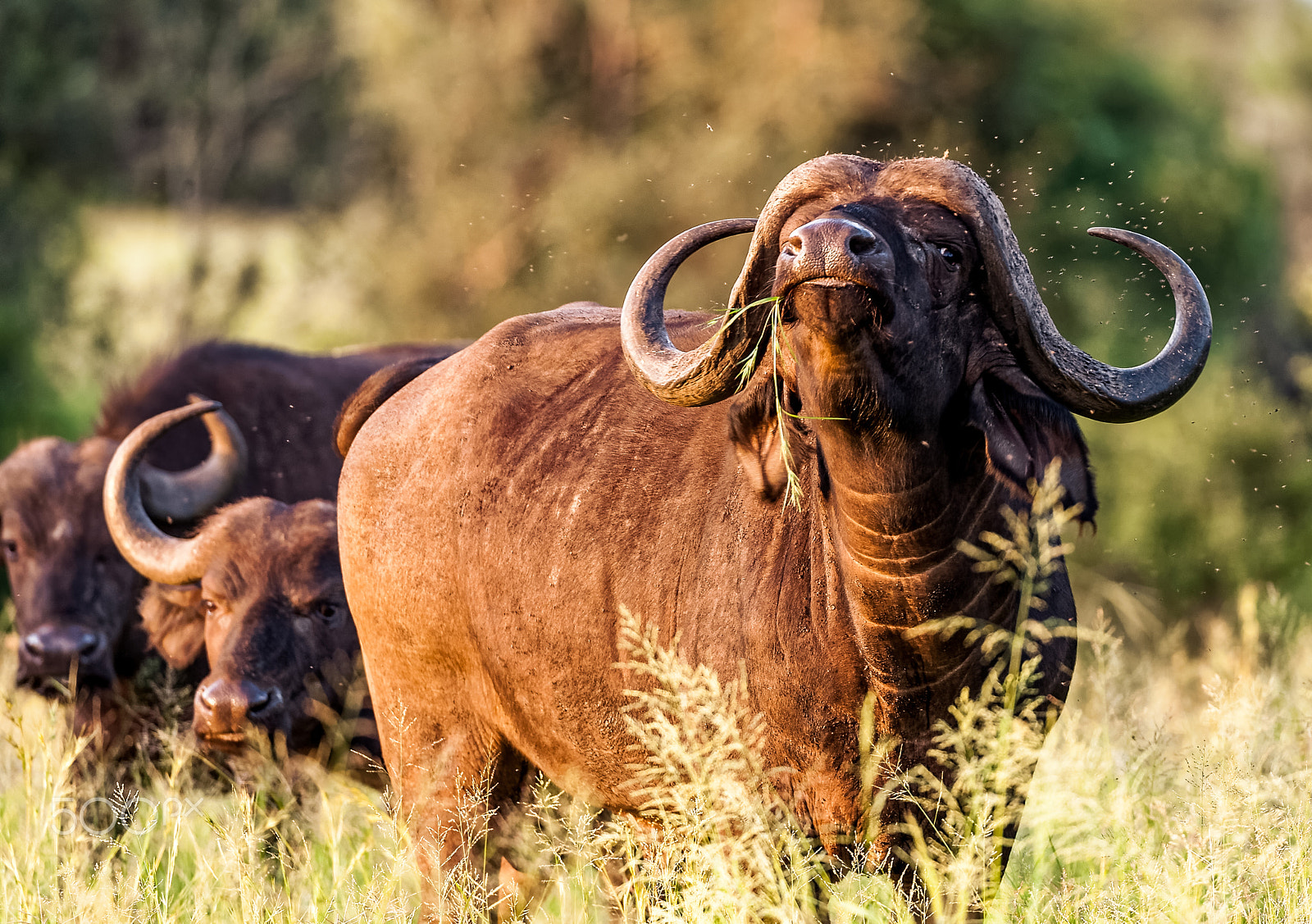 Nikon AF-S Nikkor 200-400mm F4G ED-IF VR sample photo. What´s that smell? photography