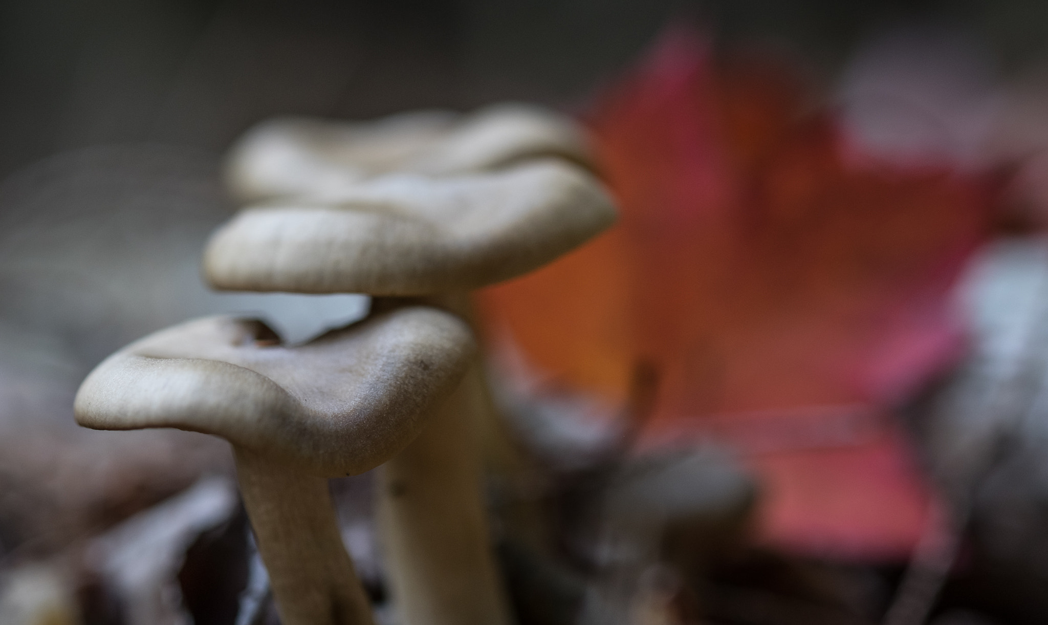 Fujifilm X-T10 sample photo. Toadstools photography