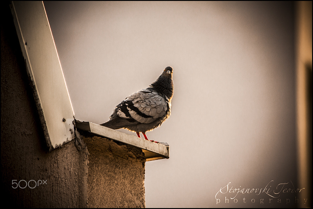 Canon EOS 450D (EOS Rebel XSi / EOS Kiss X2) sample photo. Proud pigeon... photography
