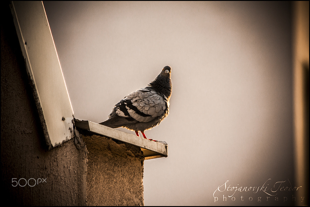 Canon EF 70-300mm F4-5.6 IS USM sample photo. Proud pigeon... photography