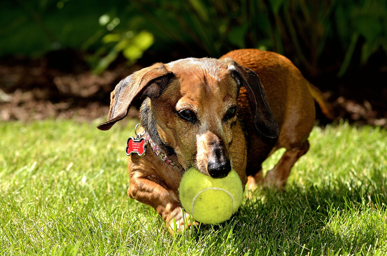 AF Zoom-Nikkor 70-300mm f/4-5.6D ED sample photo. Playing ball photography