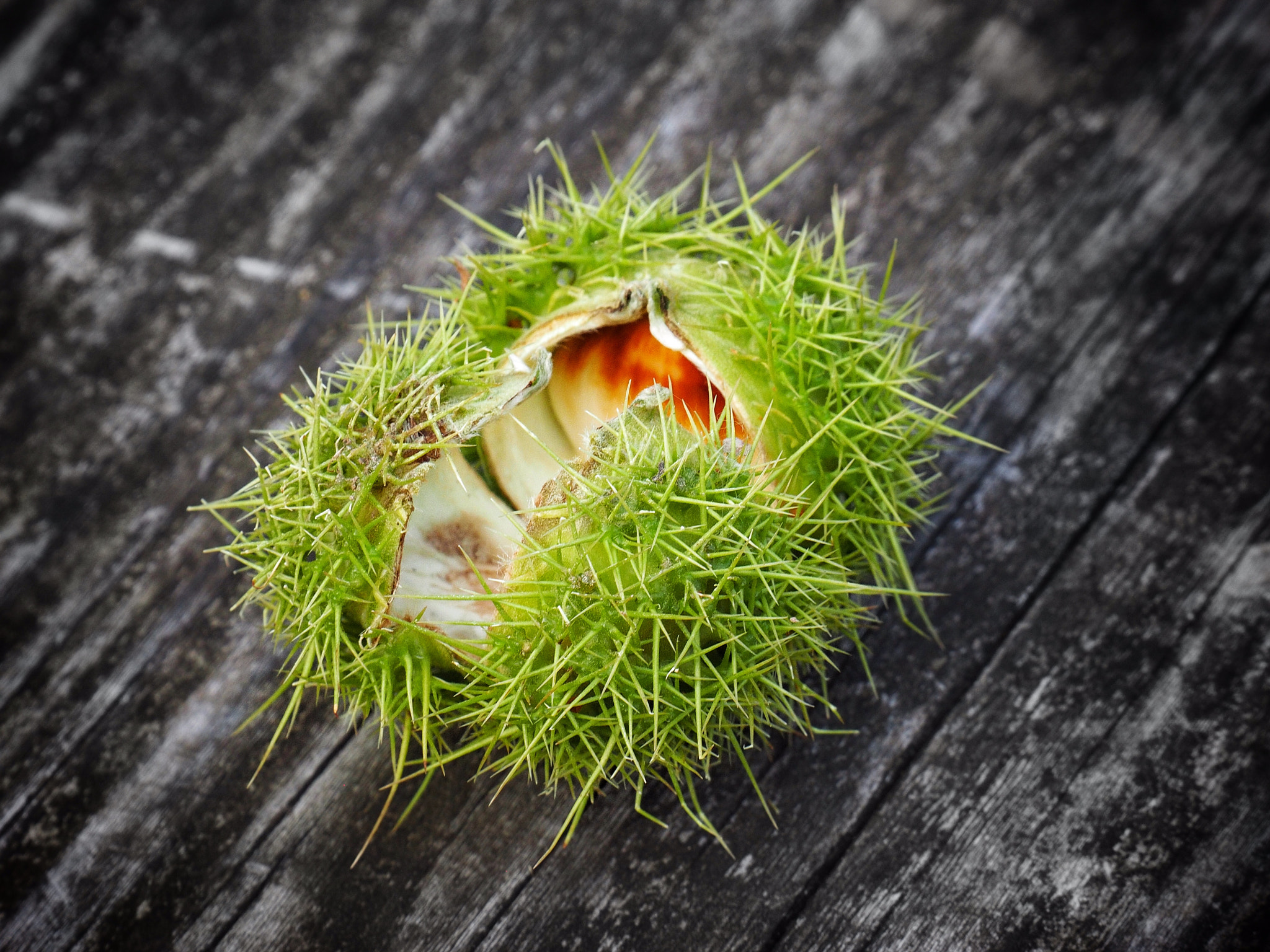 Olympus OM-D E-M1 sample photo. Fresh chestnuts photography