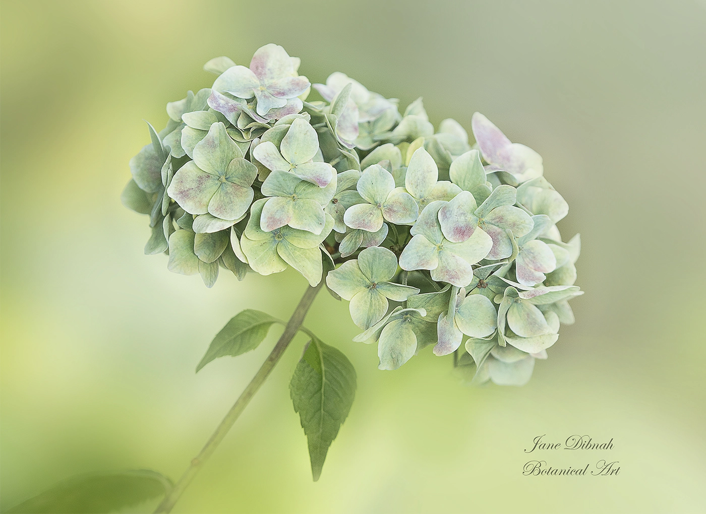 Canon EF 180mm F3.5L Macro USM sample photo. Hydrangea photography