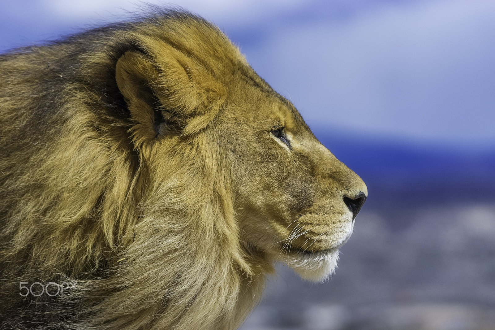 Tamron SP AF 70-200mm F2.8 Di LD (IF) MACRO sample photo. Lion photography