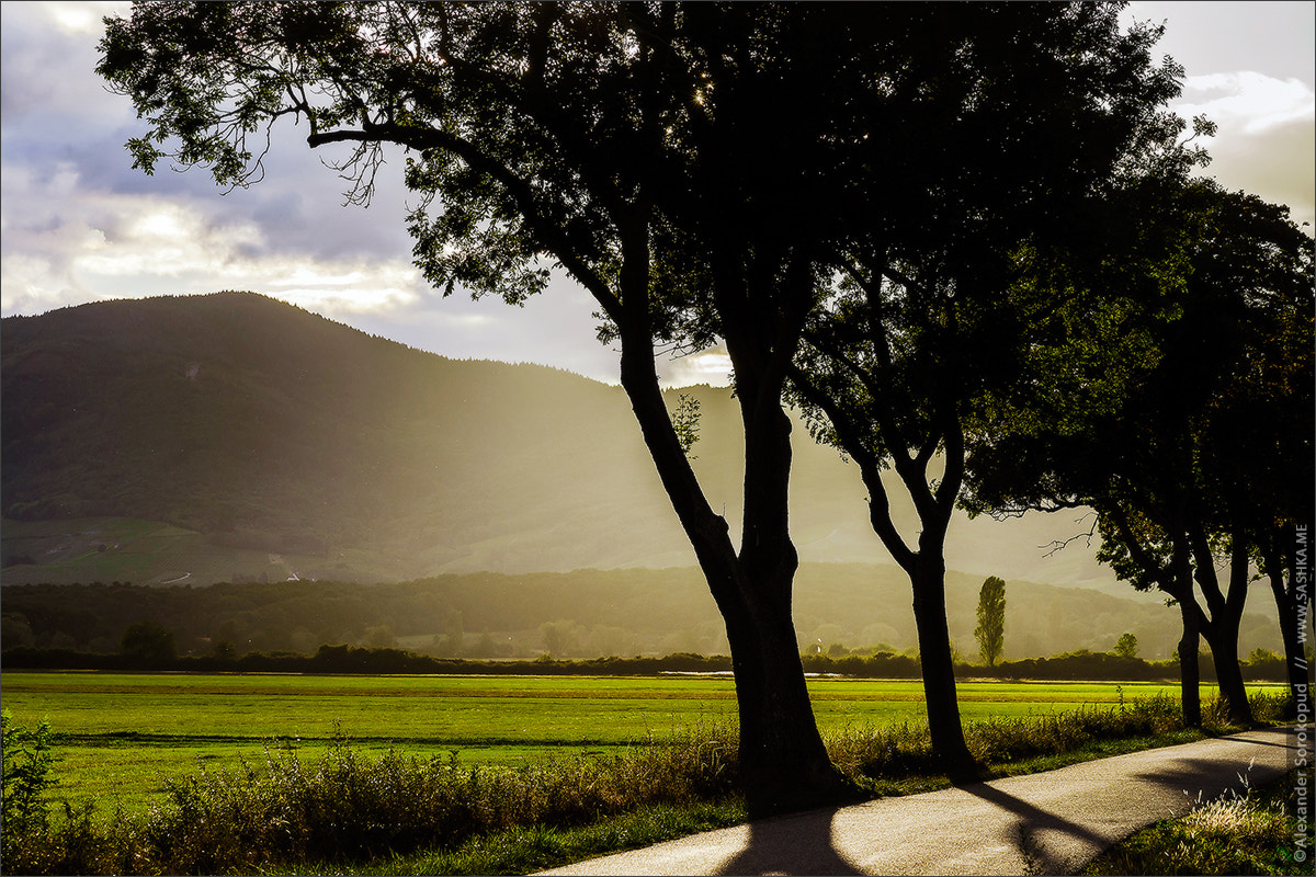 Sony a99 II sample photo. Beautiful sunset through the trees, empty way in the fields of a photography