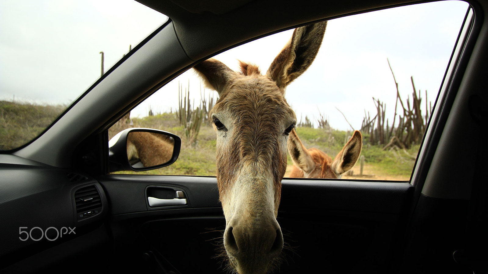 Canon EF-S 10-22mm F3.5-4.5 USM sample photo. Drive thru donkey photography