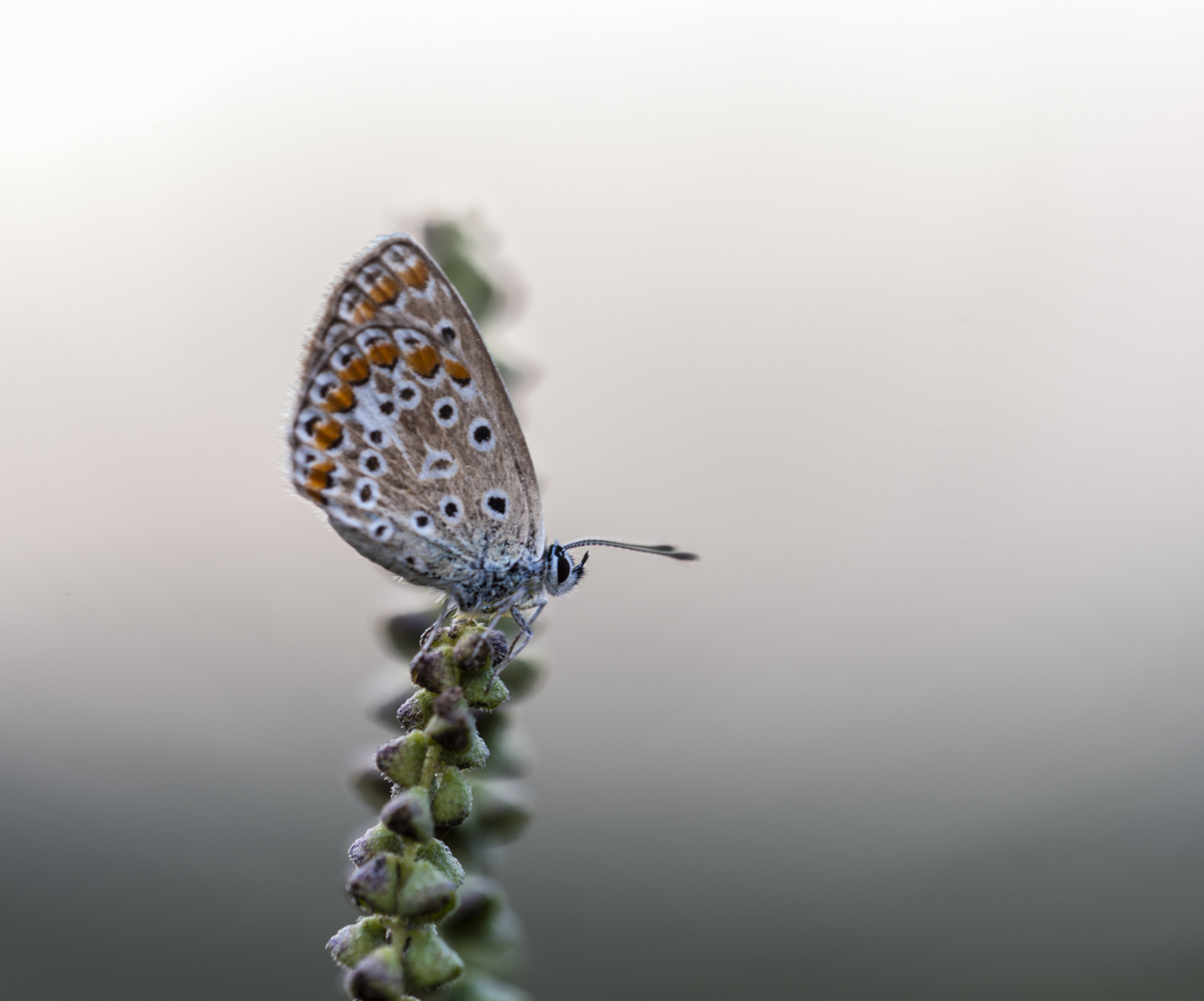 Sigma APO Macro 180mm F3.5 EX DG HSM sample photo. Mariposilla photography