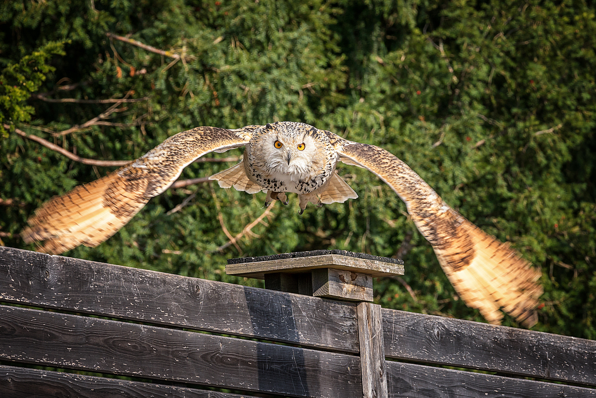 Sony a6300 + Canon EF 70-200mm F4L IS USM sample photo. Birds of prey photography