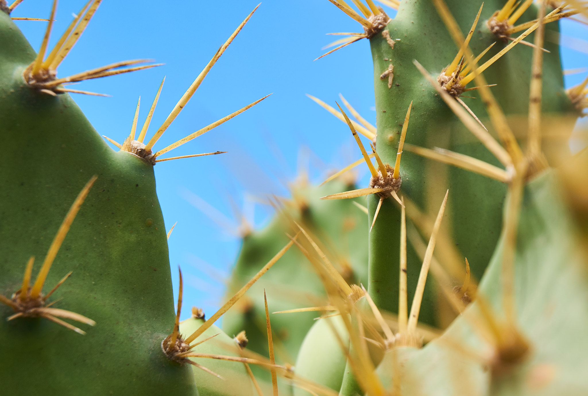 Sony Alpha NEX-5N sample photo. Cactus photography