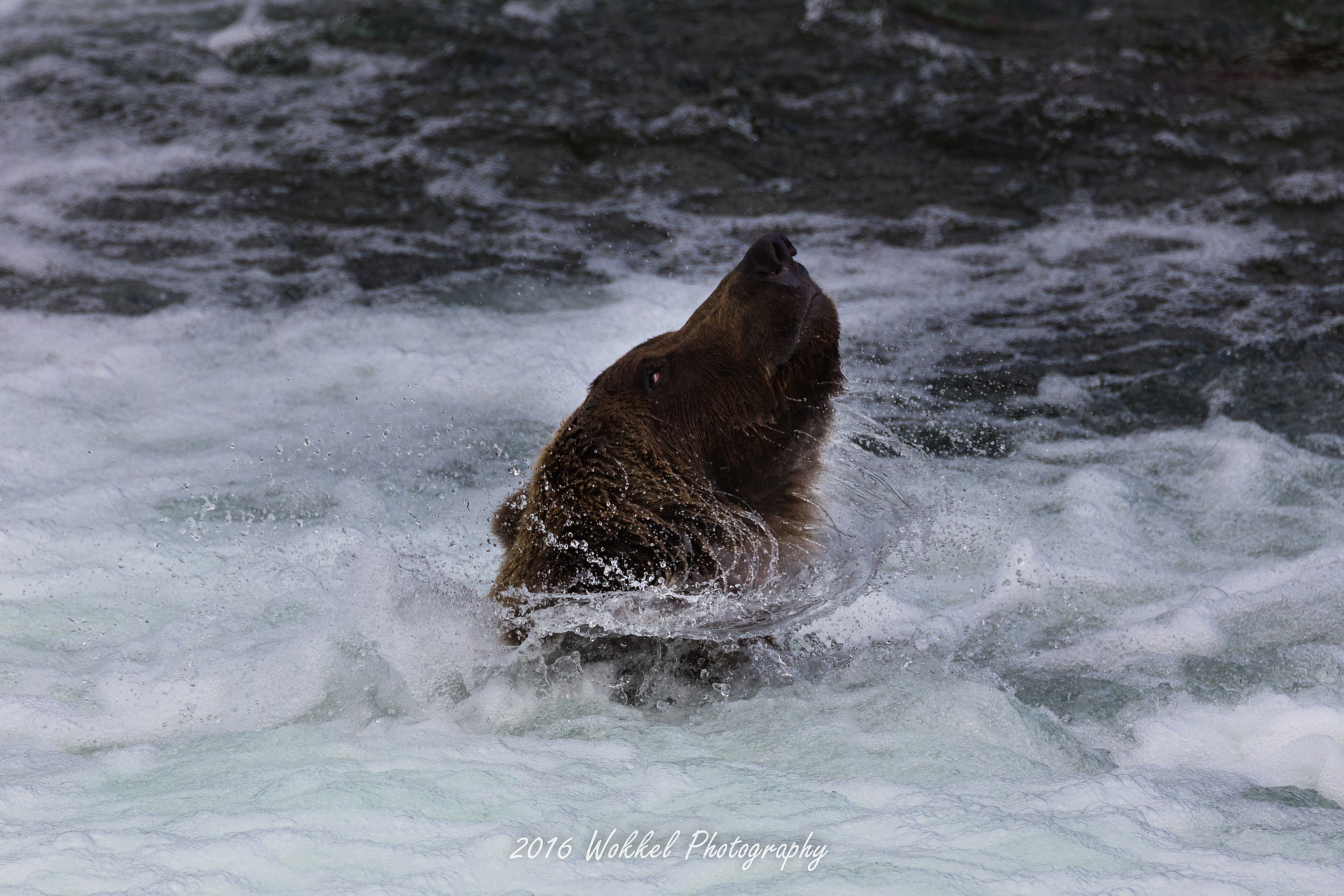 Canon EOS 5DS R sample photo. Shake it off photography