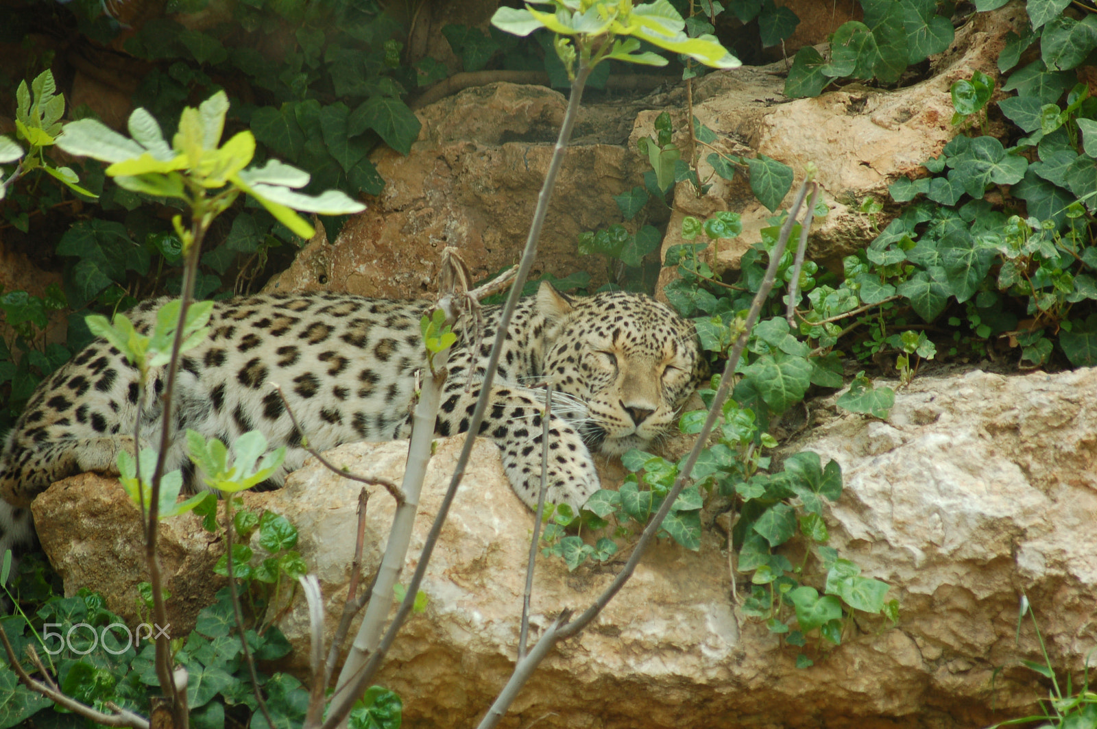 Nikon D50 + Sigma 70-300mm F4-5.6 APO Macro Super II sample photo. Persian leopard sleeping in jerusalem zoo photography