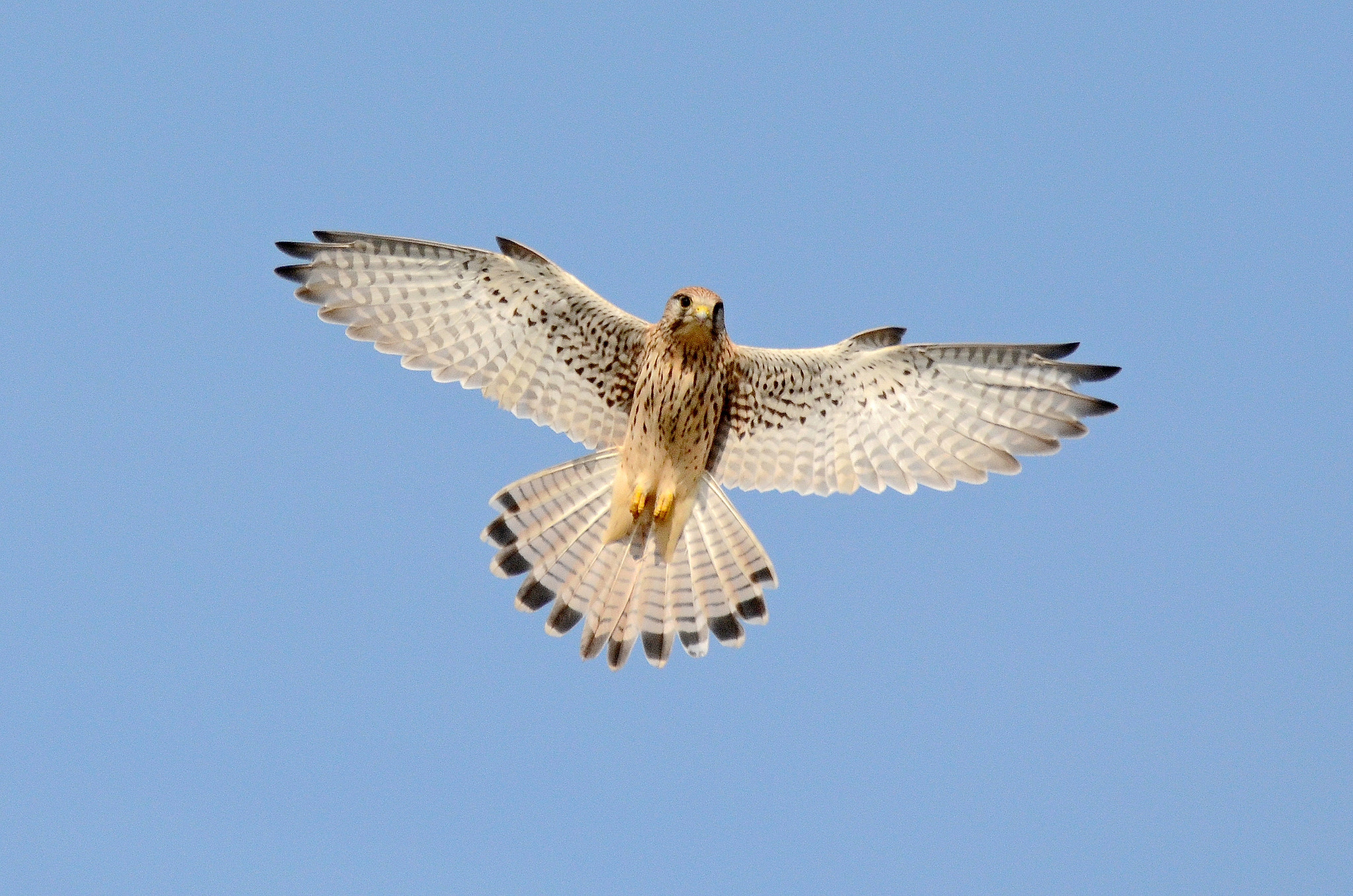 Sigma 150-600mm F5-6.3 DG OS HSM | C sample photo. Common kestrel photography