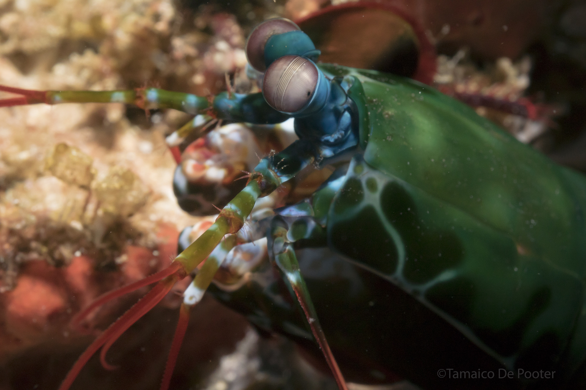 Nikon 1 J4 sample photo. Mantis shrimp photography