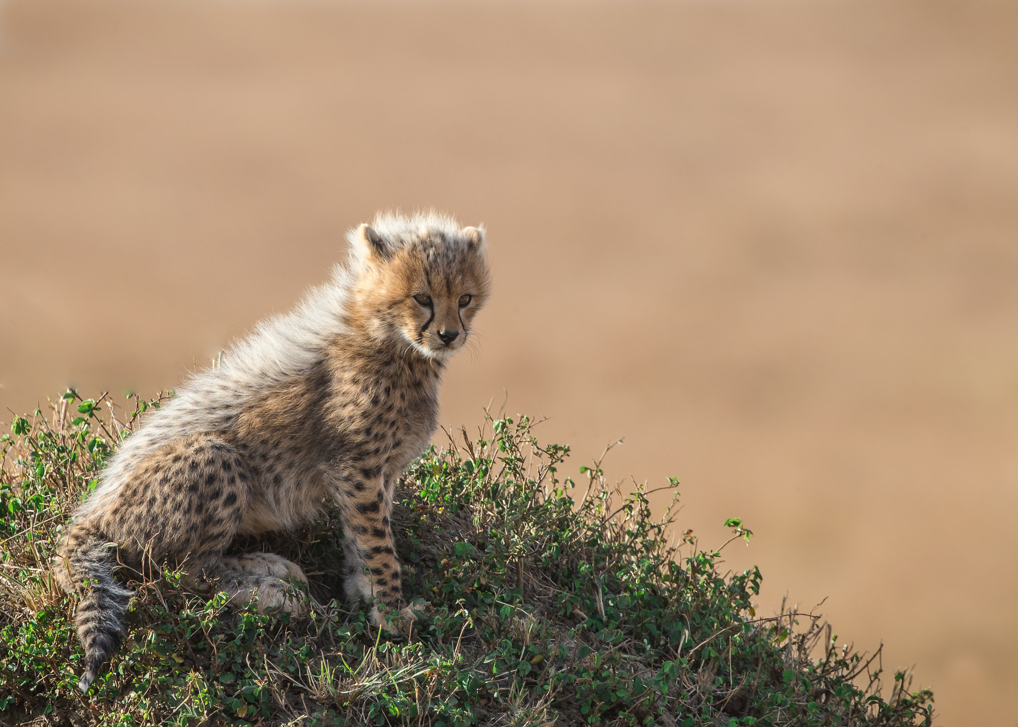 Canon EF 500mm F4L IS USM sample photo. Malaika's cub photography