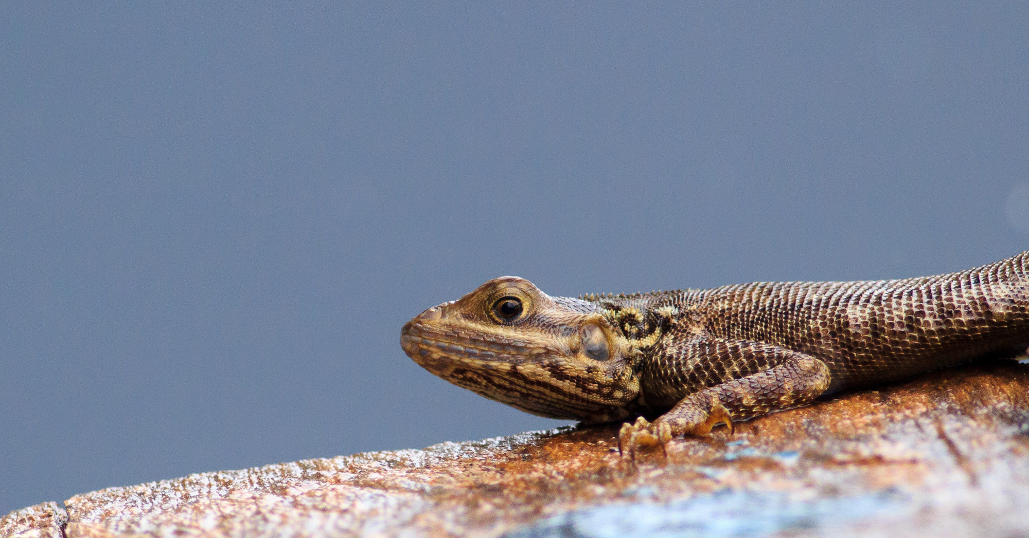 Canon EOS 550D (EOS Rebel T2i / EOS Kiss X4) + Canon EF 400mm F5.6L USM sample photo. Here there be dragons  photography